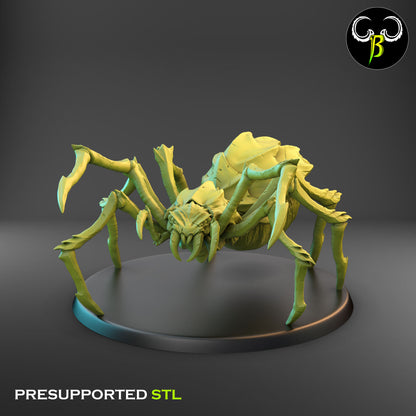 Cave Spider 1