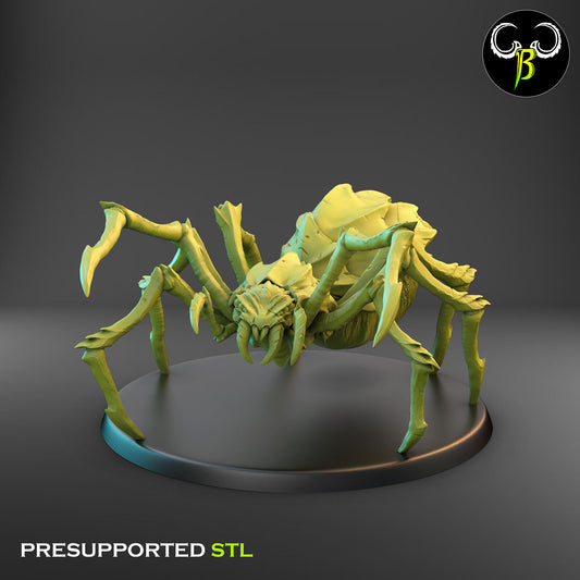 Cave Spider 1