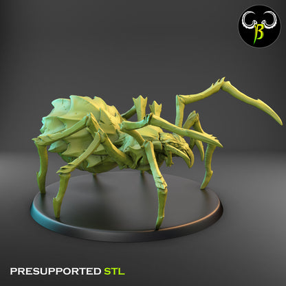 Cave Spider 1