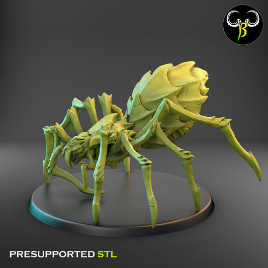 Cave Spider 2