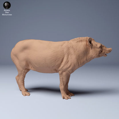 Brazillian Tapir Male - Sniffing