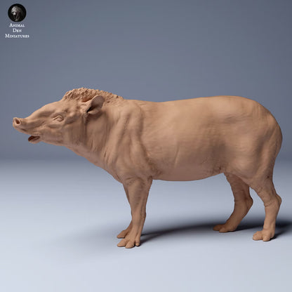 Brazillian Tapir Male - Sniffing